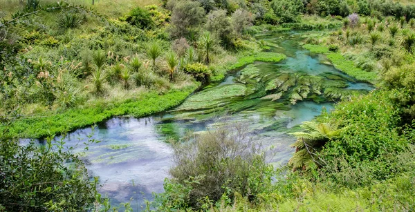 Modrý pramen, který se nachází v Te Waihou chodník, Hamilton, Nový Zéland. — Stock fotografie