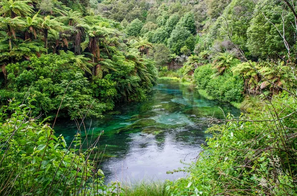 Blue Spring qui est situé à Te Waihou Walkway, Hamilton Nouvelle-Zélande . — Photo