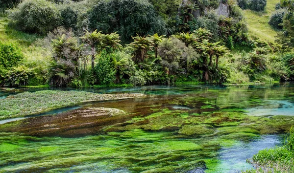Blue Spring which is located at Te Waihou Walkway,Hamilton New Zealand. — Stock Photo, Image