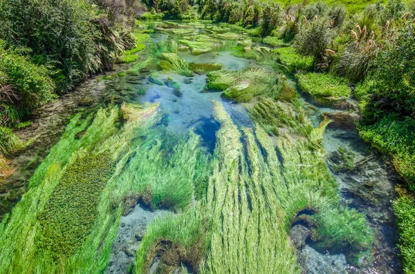 Blue Spring, que está localizado em Te Waihou Walkway, Hamilton Nova Zelândia . — Fotografia de Stock