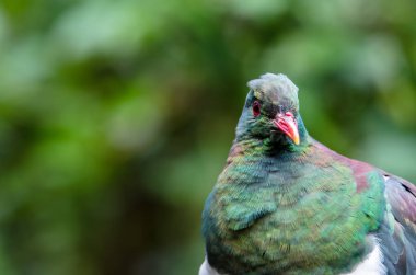 Yeni Zelanda ahşap güvercin Close-Up