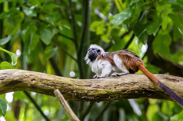 Bomull-top tamarin på gren. — Stockfoto