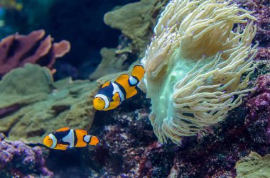 Amphiprion Percula palyaço balığı