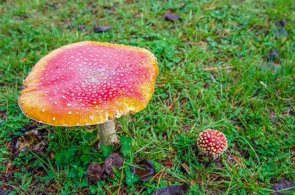 Amanita muscaria also known as fly agaric or fly amanita growing on the grass in New Zealand. — Stock Photo, Image