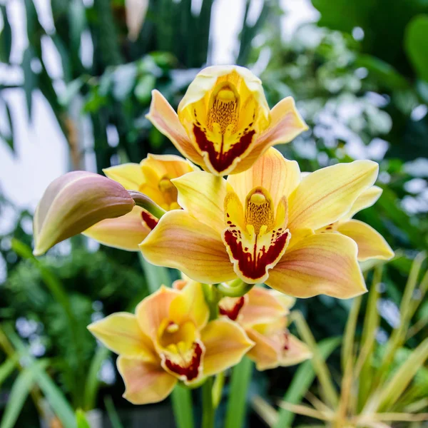 Nahaufnahme von gelben Orchideen — Stockfoto