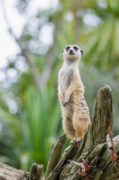 Çöl faresi (suricata suricatta) — Stok fotoğraf