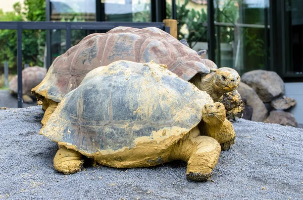 Tartaruga-de-galápagos (Chelonoidis nigra ) — Fotografia de Stock