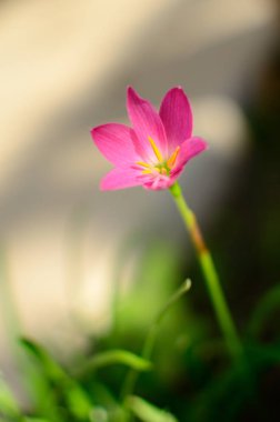 Pembe Zephyranthes Carinata çiçek