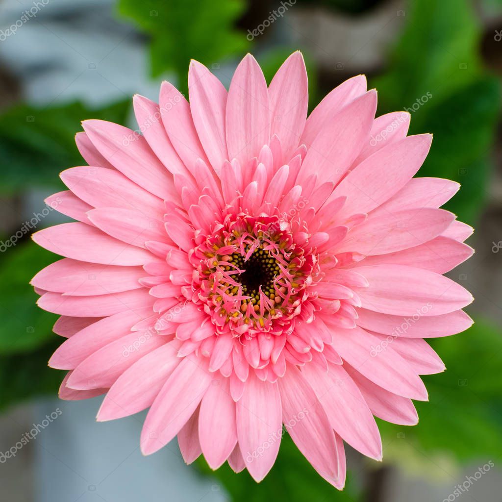 Pictures: pink daisy flower | Pink Daisy flower top view — Stock Photo