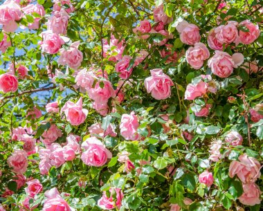 Pembe güller açıyor 