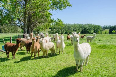 Yeni Zelanda 'da bir çiftlikteki Alpakalar.