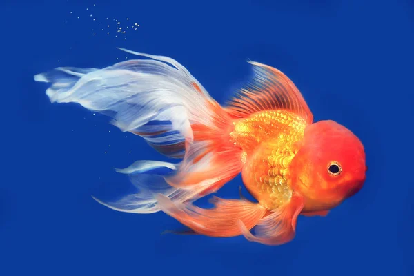 Güzel Lionhead goldfish akvaryum yüzme. — Stok fotoğraf