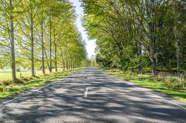 Rzędy drzew wzdłuż drogi w słońcu — Zdjęcie stockowe