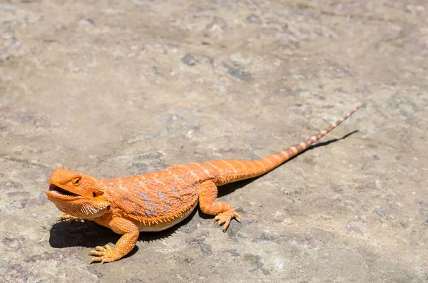 Dragão Barbudo Pogona Vitticeps — Fotografia de Stock