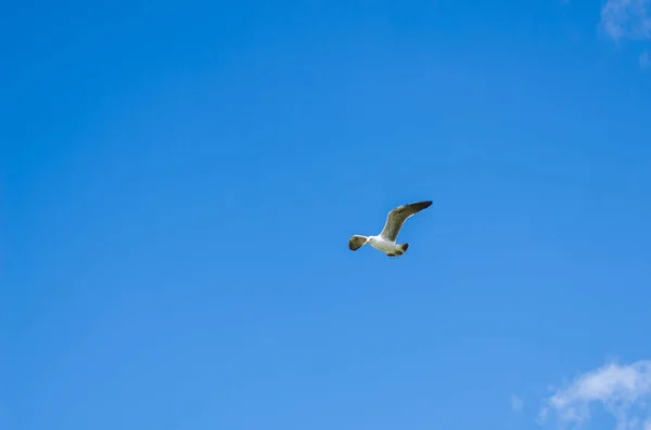 Gaivota Voando Céu — Fotografia de Stock