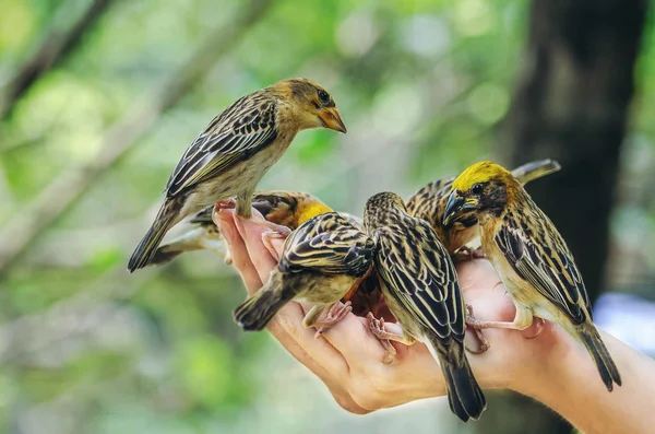 Birds feeding on human hand.