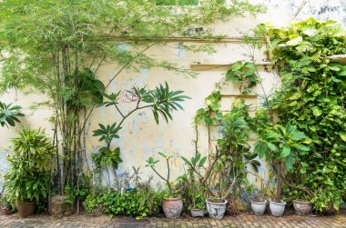 Sokak yanında bitki türleri çeşitli.