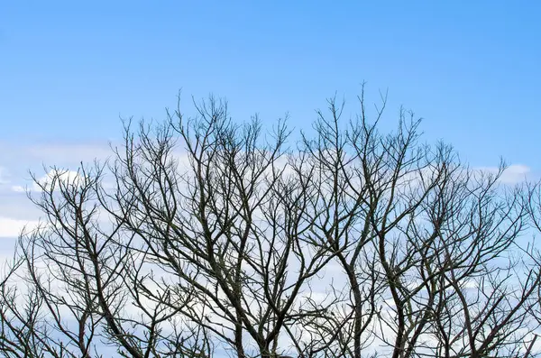 Dead Tree Blue Sky Background — Stock Photo, Image