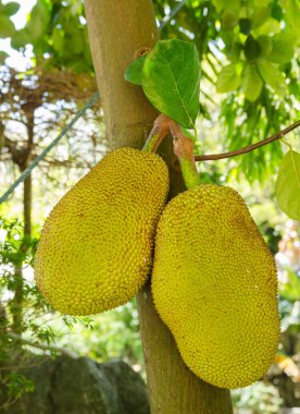 Nefesi jack ağacı olarak da bilinen (Artocarpus heterophyllus). Nefesi Nanga anılacaktır. 