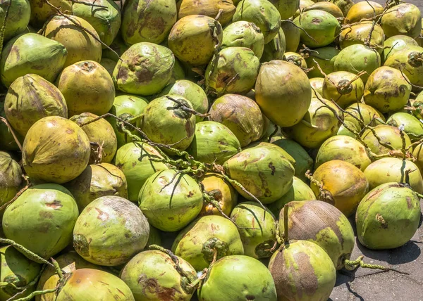 Taze çiğ yeşil Hindistan cevizi 