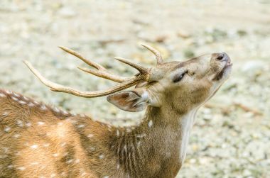 Sambar geyiği (Cervus tek renkli equinis)