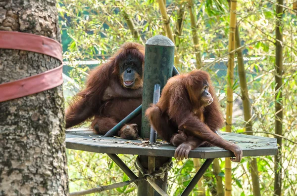 Orangután Borneo Pongo Pigmeo —  Fotos de Stock