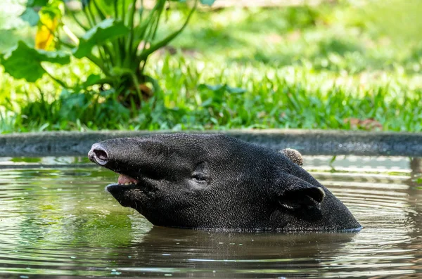 Tapir Malasia Tapirus Indicus Remojar Agua Para Aliviar Calor —  Fotos de Stock