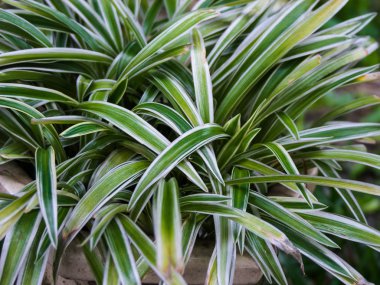 Klorophytum Comosum, örümcek bitkisi olarak da bilinir..