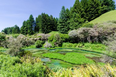 Te Waihou Walkway, Hamilton Yeni Zelanda 'da bulunan Mavi Bahar. Uluslararası alanda temiz su sayesinde Yeni Zelanda 'nın şişelenmiş suyunun yaklaşık% 70' ini ele geçirdi..