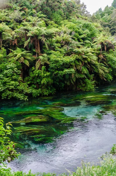 Blue Spring Que Está Localizado Waihou Walkway Hamilton Nova Zelândia — Fotografia de Stock