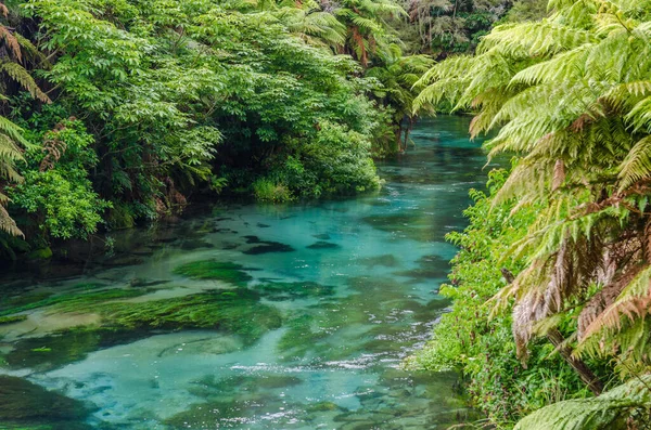 Blue Spring Qui Est Situé Waihou Walkway Hamilton Nouvelle Zélande — Photo