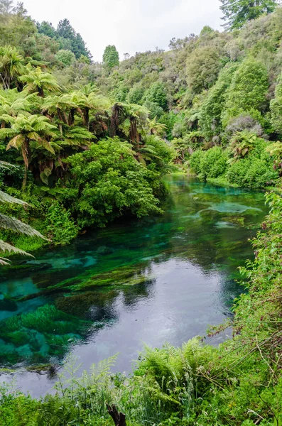 Blue Spring Který Nachází Waihou Walkway Hamilton Nový Zéland Mezinárodně — Stock fotografie