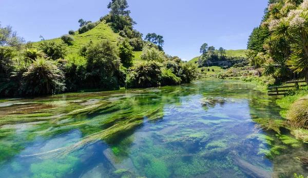 Blue Spring Qui Est Situé Waihou Walkway Hamilton Nouvelle Zélande — Photo