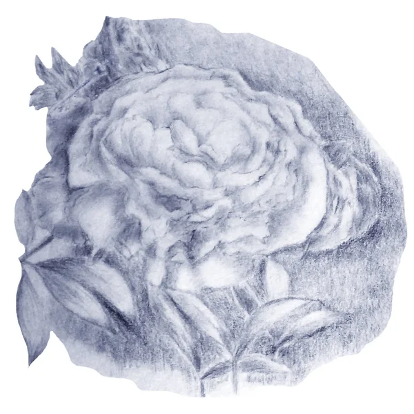 Divatos Virágos Illusztráció Buja Bazsarózsa Szép Textúra Húzott Puha Ceruza — Stock Fotó