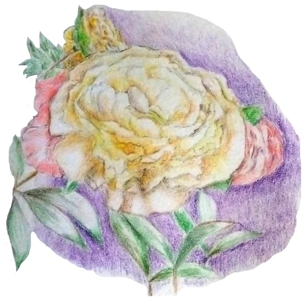 Ilustração Floral Elegante Com Peônia Cores Suculentas Temas Primavera — Fotografia de Stock