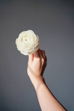 Elinde ranunculus tutan kadın. 