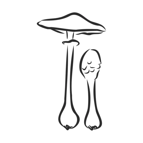 Selvagem floresta cogumelo sinal, vetor esboço ilustração — Vetor de Stock