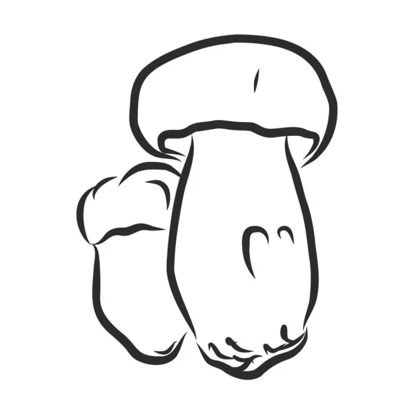 Wild bos paddenstoel teken, vector schets illustratie — Stockvector