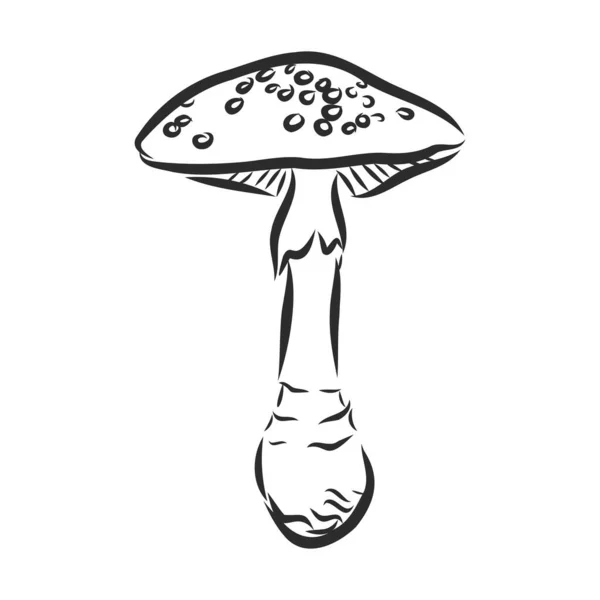 Wilder Waldpilz Zeichen, Vektorskizze Illustration — Stockvektor