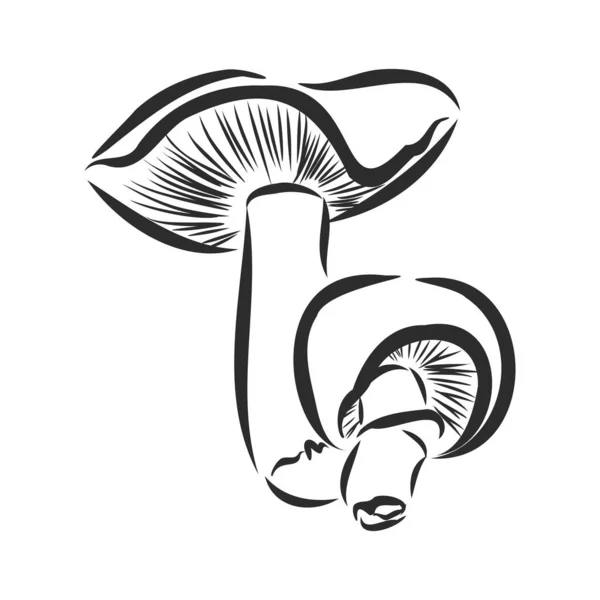 Selvagem floresta cogumelo sinal, vetor esboço ilustração —  Vetores de Stock