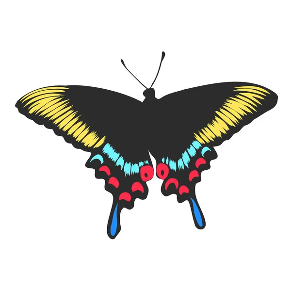 Mariposa realista colorido, insecto, ilustración del vector para la decoración — Archivo Imágenes Vectoriales