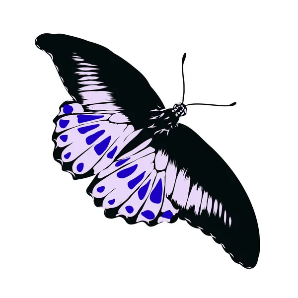 화려 한 현실적 나비, 곤충, 장식을 위한 벡터 삽화 — 스톡 벡터