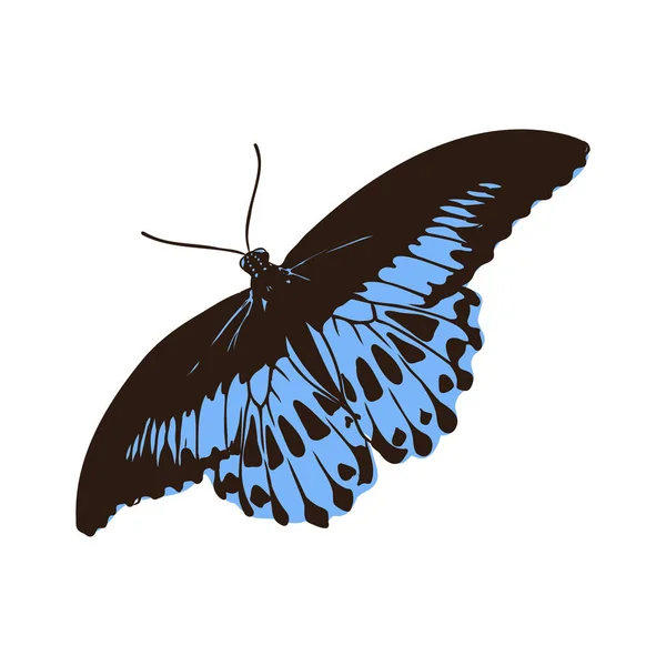 Mariposa realista colorido, insecto, ilustración del vector para la decoración — Archivo Imágenes Vectoriales