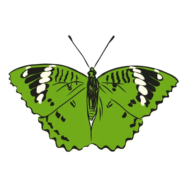 Барвиста реалістична метелик, комаха, Векторні ілюстрації для прикраси — стоковий вектор