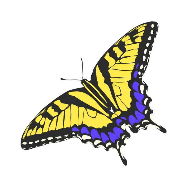 Mariposa realista colorido, insecto, ilustración del vector para la decoración — Vector de stock