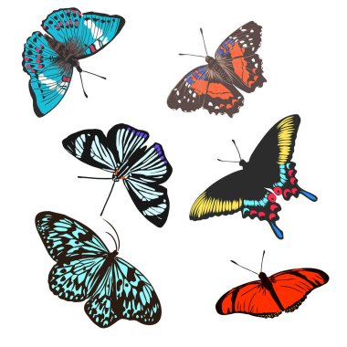 dekorasyon için renkli gerçekçi kelebek, böcek, vektör çizimi