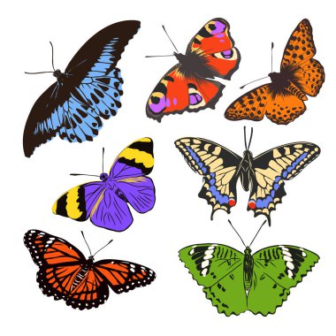 dekorasyon için renkli gerçekçi kelebek, böcek, vektör çizimi
