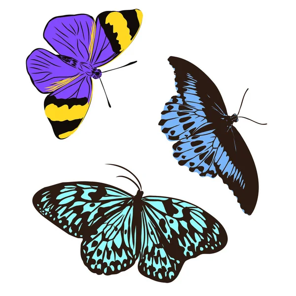 Dekorasyon için renkli gerçekçi kelebek, böcek, vektör çizimi — Stok Vektör