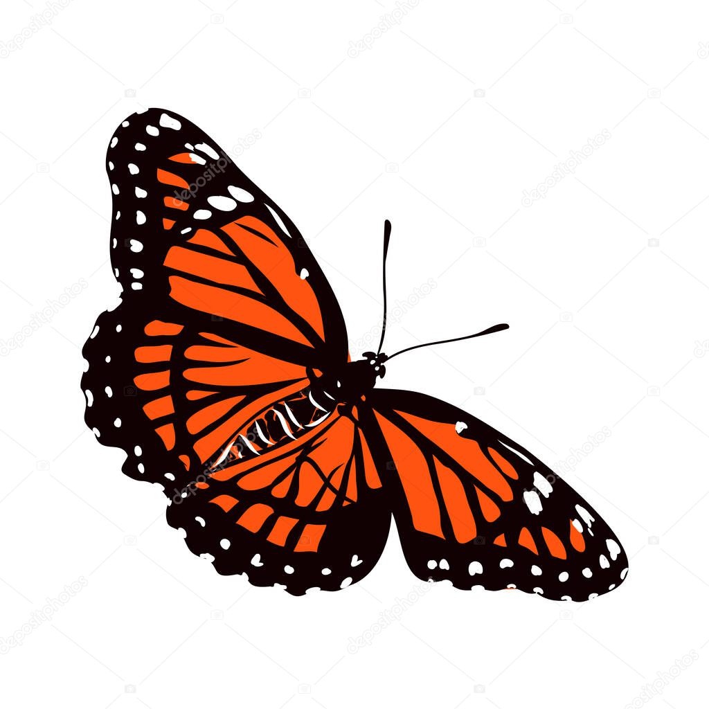 colorful realistic butterfly, insect, vector illustration for decoration