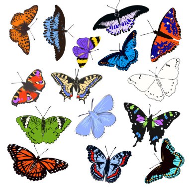 dekorasyon için renkli gerçekçi kelebek, böcek, vektör çizimi